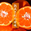 香りを食す！熟成完熟、天草ぽんかん！ぽんかん一筋、上果園の男気ぽんかん。