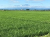 山形県産特別栽培米つや姫（白米）