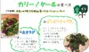 【熊本県産】ベビーリーフ と "おつまみ"野菜セット