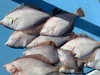 秋田県産　子持ち　マガレイBOX ‼️［鮮魚］
