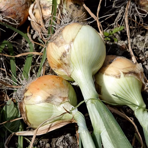 兵庫認証品　納豆菌栽培淡路島産新玉ねぎ２L５ｋｇ