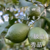 レモン グリーンレモン　減農薬 防腐剤防カビ剤一切不使用　1級品　和歌山県有田産