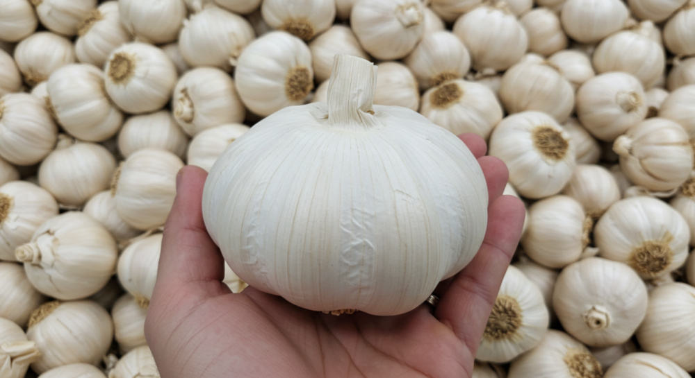 にんにくの王様 青森にんにく『白玉王』最高規格 大玉500g｜にんにくの