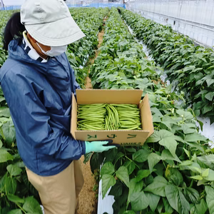 サヤインゲン（キセラ）