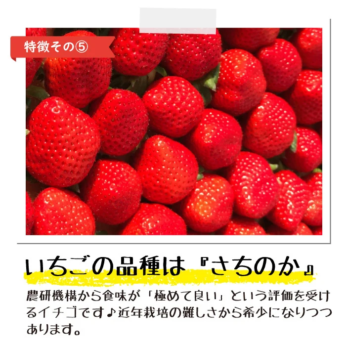 練乳かけるとイチゴミルクフローズンに！「さら苺」6カップ 練乳付き