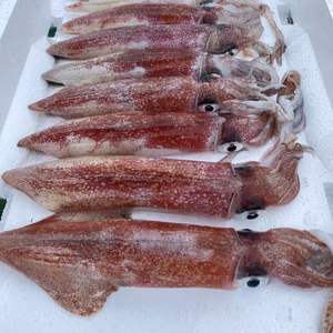 ☆送料割引☆ 一律 : 500円 ケンサキイカ(大サイズ) 1kg