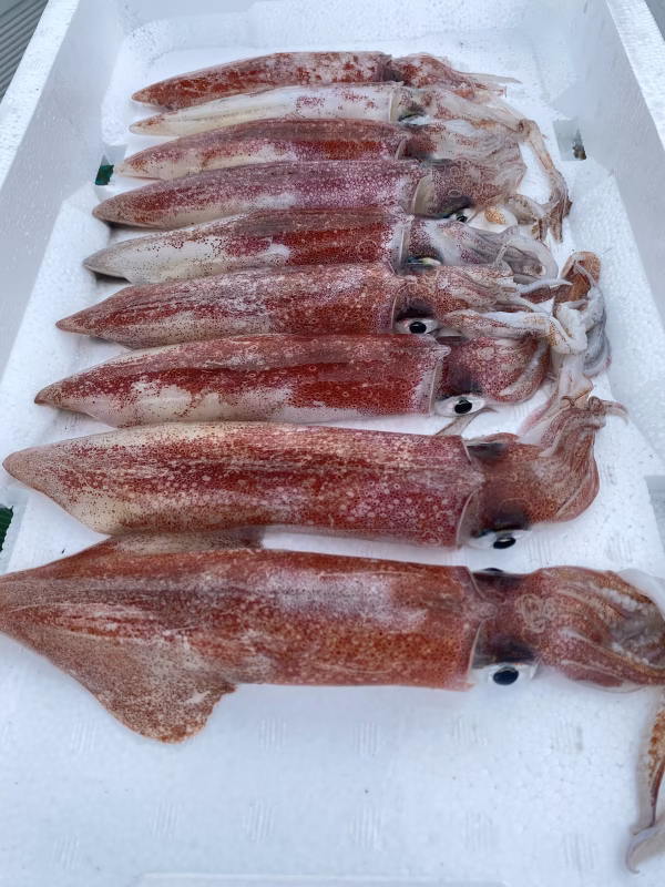 ☆送料一律 : 800円☆ ケンサキイカ(大サイズ) 1kg 