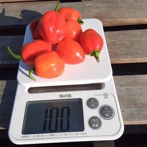 ★超激辛唐辛子！！ハバネロ(2020年新物)