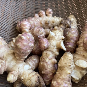 キクイモ1.5kg  イヌリン