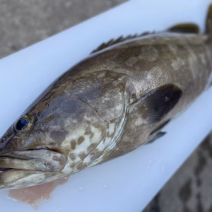 【松島産】天然クエ（約4.5kg）