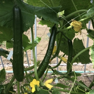 長瀬農園の夏野菜セット