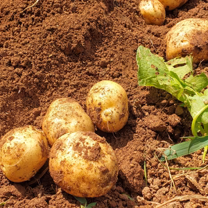 「上野様専用♪」　ジャガイモさん10kg♪