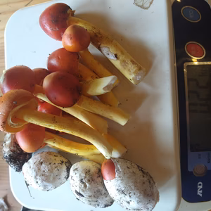 ◆早い者勝ち◆高級ニセコ産天然たまご茸200ｇ