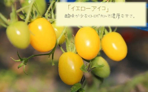 《農園からの直行便》カラフルミニトマト　3kg