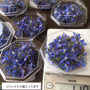 有機JAS エディブルフラワー　ボリジ