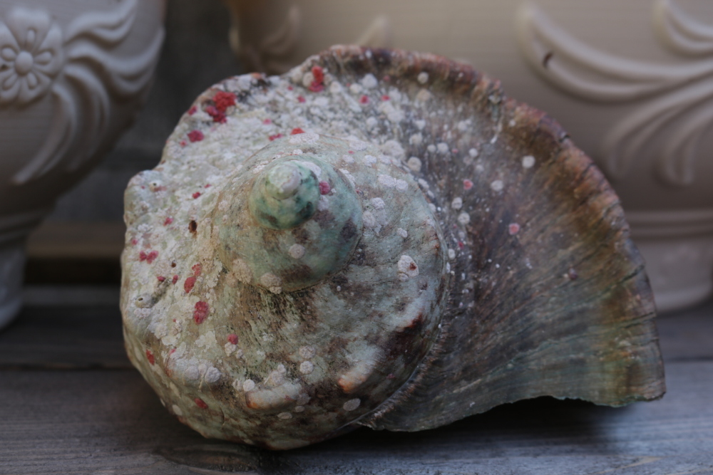 夜光貝】殻も身も超特大！漁師直送の夜光貝を捌いて食べてみた 農家漁師から産地直送の通販 ポケットマルシェ