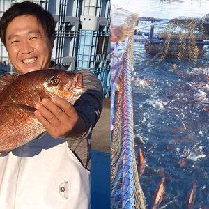 ▼産地直送の極上真鯛を食べてみませんか？