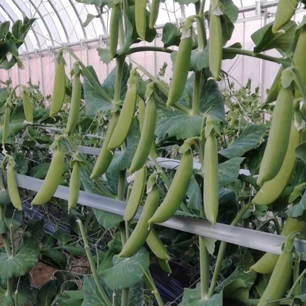 シャキシャキぷっくらエンドウ