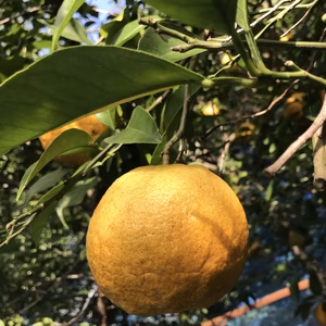 無農薬　みずみずしい夏みかん