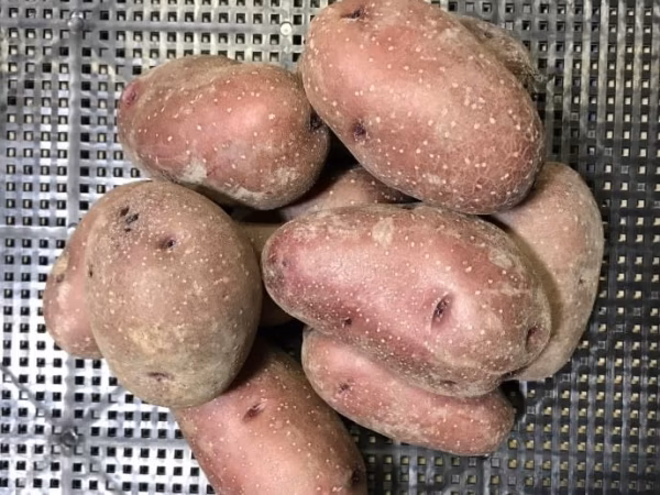 初出品キャンペーン 100%[めざめ]『インカルージュ』