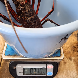 【GW休まず発送】限定１点特大伊勢海老710g