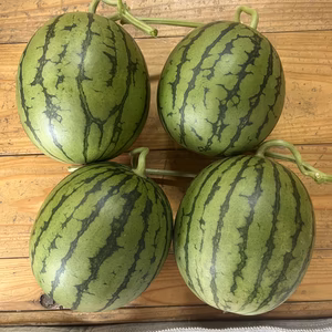 早いもん勝ち!!基準(2㌔)以下4玉入 