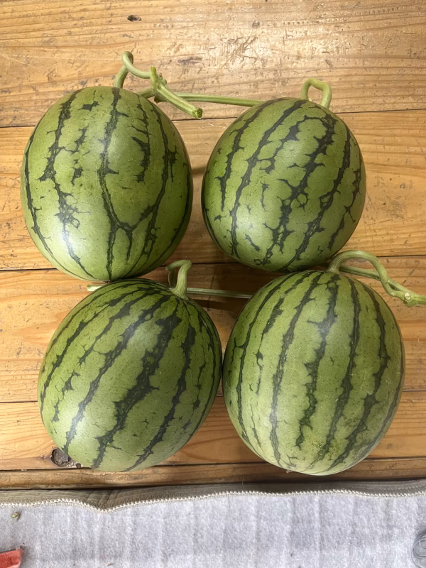 早いもん勝ち!!基準(2㌔)以下4玉入 