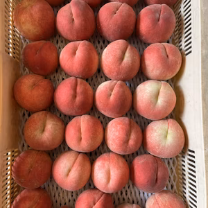 【山梨県産】甘さあふれるみずみずしく早生桃「ちよひめ」をお楽しみください