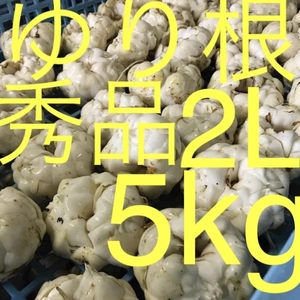 北海道産 ゆり根 2L 5kg 秀品 大特価 野菜