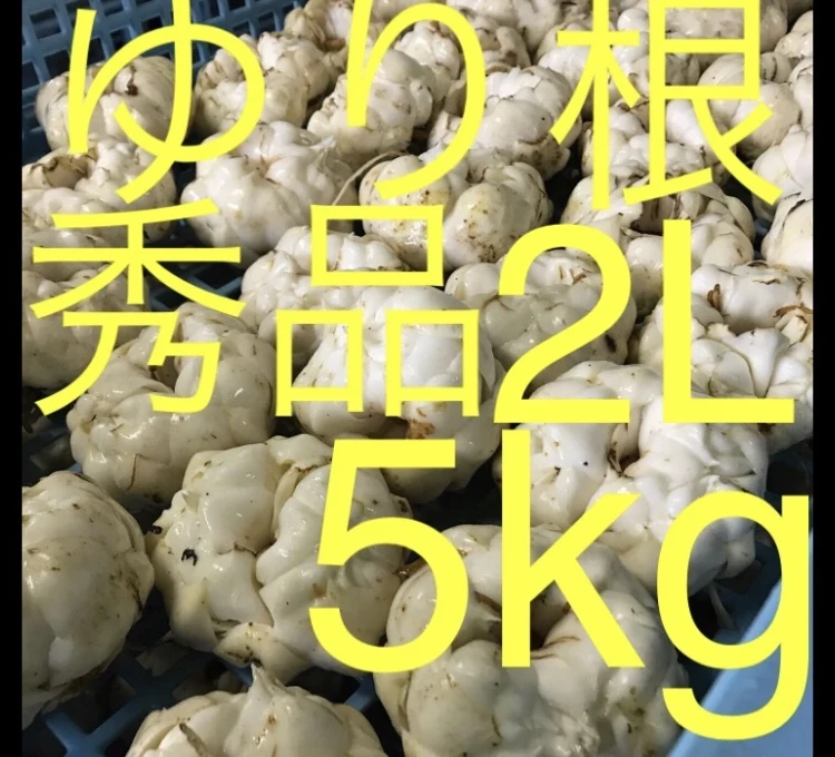 北海道産 ゆり根 2L 5kg 秀品 大特価 野菜｜野菜の商品詳細｜ポケット