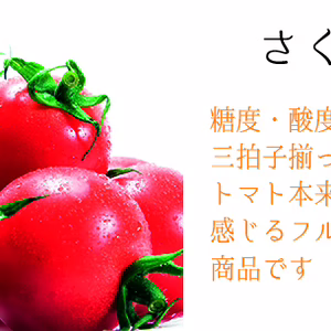 【さくら】糖度、酸度、うま味成分の三拍子が揃ったミニトマト!!