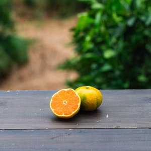 【EHIME UWAJIMA】秋の訪れを告げる爽やかみかん<日南一号>（極早生）