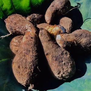 【無農薬 無肥料】里芋1kg