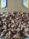 クール【訳アリ子供規格】椎茸の子供1～4kg採取地長野県　菌床群馬産