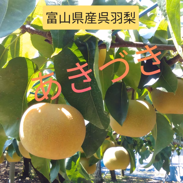 ☆ﾟ.*･｡呉羽梨 “あきづき” 甘くてみずみずしい。幸せいっぱい。