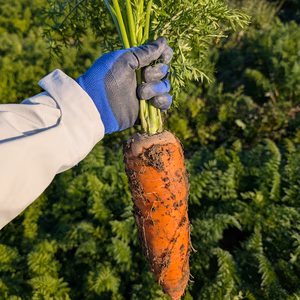炒め物にも鍋物煮物にも！風味豊かな有機ニンジン2kg