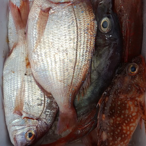 『新』『鮮』『魚』玉手箱(中)