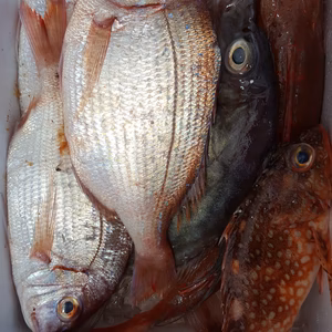 『命』『大』『切』加熱用にお魚セット！