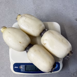 新蓮根！今しか食べられない！やみつき泥付き白石(福富)レンコン　