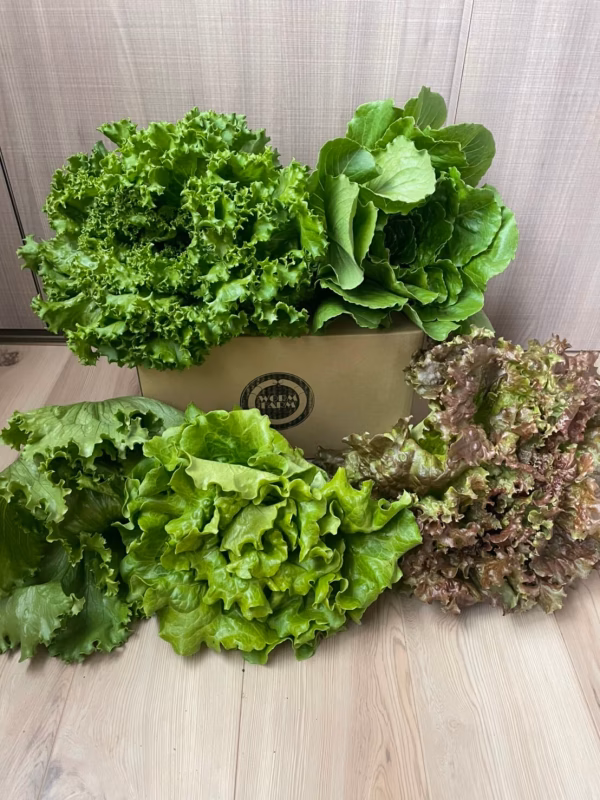 れい様専用レタスセット