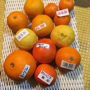 竹吉園　10箱限定　お試し7種　春の旬の柑橘詰め合わせ