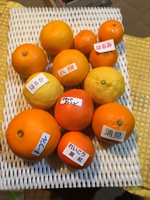 竹吉園　10箱限定　お試し7種　春の旬の柑橘詰め合わせ