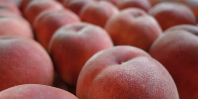 献上されるかもしれない「あかつき」が出荷されて行きました