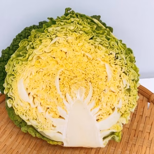 納豆菌栽培淡路島　国産貴重なサボイキャベツ（ちりめんキャベツ）煮込み用