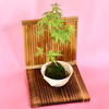 苔玉　山もみじ(衝立付き)