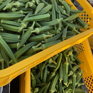 【オクラの花付】朝採り新鮮オクラ