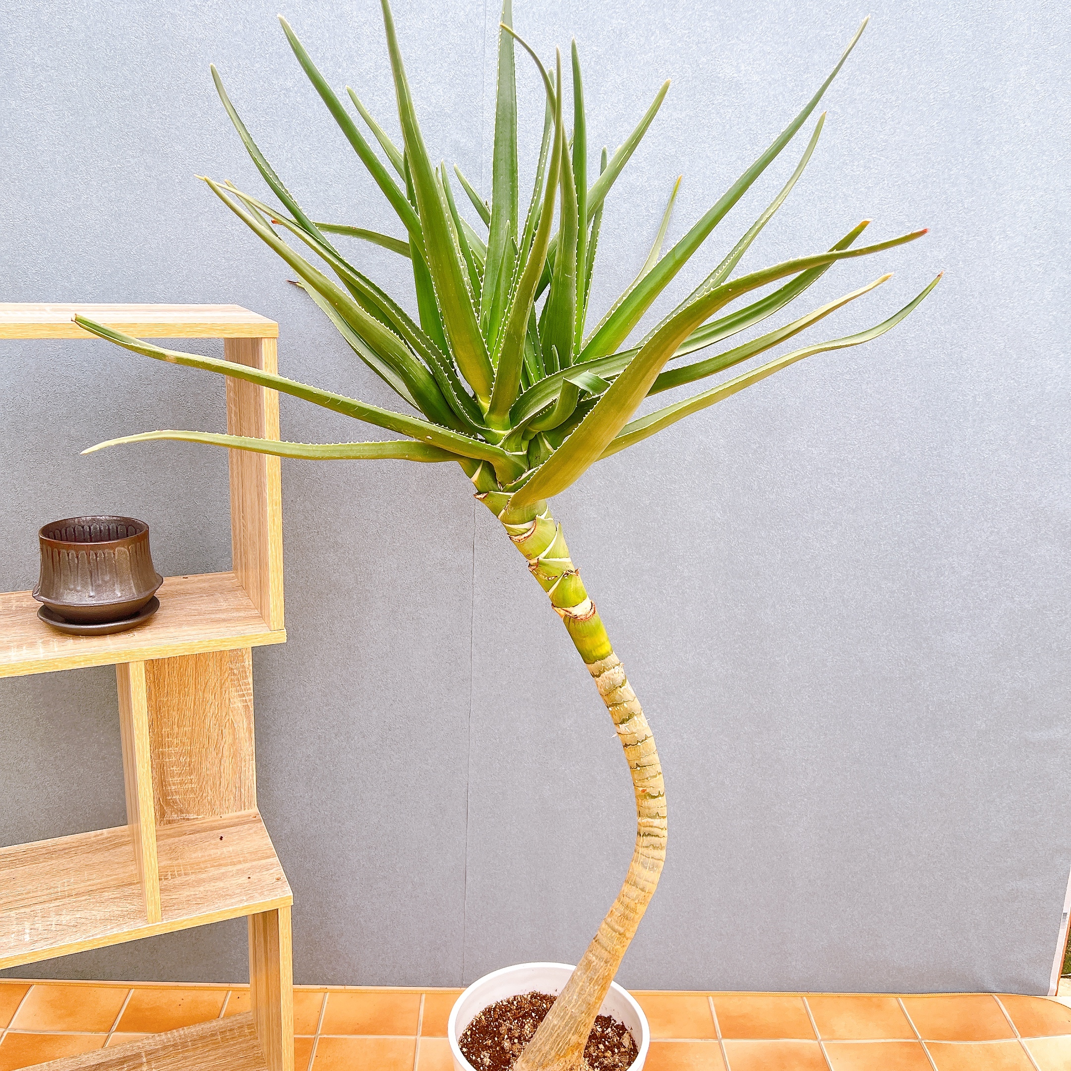 現品　アロエ　メデューサ　室内　大型　屋外　多肉植物　ドライガーデン　インテリア 在庫販売】 アロエ メデューサ 室内 大型 屋外 多肉植物 ドライ