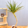 【在庫販売】　アロエ　メデューサ　室内　大型　屋外　多肉植物　ドライガーデン