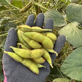 松橋由香里 | 津軽farm松橋