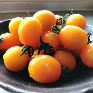ピッコラカナリア　1.８キロ　なめらかな舌触りのオレンジミニトマト　
